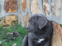 ÜST KALİTE DEV CANE CORSO YAVRULARI