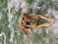 Çok akılı sevecen golden retriever