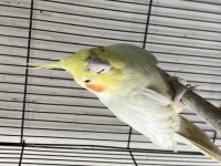 Albino-Lıtino -Grey yavru sultanlar 