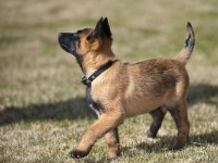 Şecereli Safkan Şampiyona Köpeği 3 Aylık Malinois