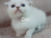 39 Günlük Beyaz British Shorthair
