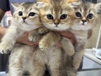 Safkan Gold Scottish Fold Yavrular Anne Baba Şecerelidir
