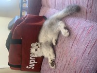 Kedi 2 tane british shorthair