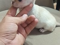 Safkan Chihuahua Lar