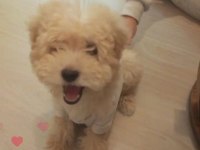 Eğlenceli 5 aylık dişi maltipoo