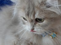 Safkan Blue Golden British Longhair