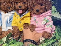 Dişi erkek toy poodle yavrular
