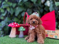 Toy Poodle Yavrularımız Ömürlük Aileleri Bekliyor