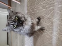 Kedimizi Ücretsiz Sahiplendirmek İstiyorum