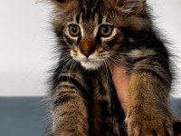 MAİNE COON DEV YAVRU KEDİLER