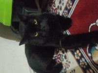 British Shorthair Panter DUMANIM