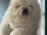 chow chow bebekler