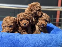 Ankaranın En Seçkin Redbrown Kore Toy Poodle Ları