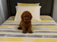 orjinal garantili Ev üretimi TOY POODLE