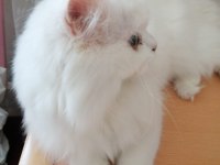 Uzun tüylü kartopu british longhair