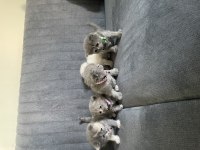 British shorthair