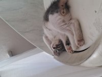 Alerji nedeniyle kedimiz