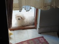 Maltese terrier yavrum