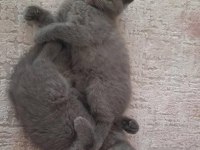 Dişi ve erkek bebeklerim british shorthair
