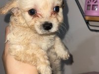 Maltipoo bebekleri
