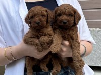 Muhteşem Güzellikte Toy Poodle Yavrular
