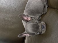 3 Aylık French Bulldog