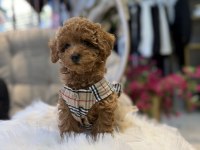 Teslime hazır toy poodle yavrular