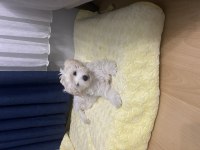 Yavru maltipoo köpekler