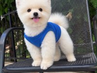 Orjinal Pomeranian Boo