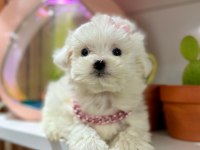 SEVİMLİ MALTESE TERRİER KÖPEĞİ