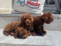 Show kalite redbrown toy poodle yavrularımız