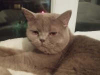 British shorthair erkek