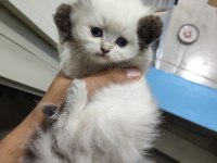 British Longhair 50 günlük