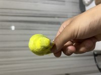 İNSAN GİBİ KONUŞAN MUHABBET KUŞU PAŞA