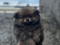 Ev ortamından pomeranian yavrular