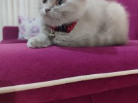 Scottish fold acil vermek istiyorum