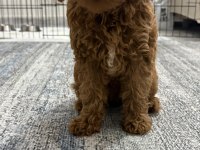 Toy poodle orjinal