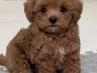 Toy Poodle Yavrumuz