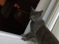 Sevimli kedi