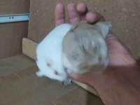 Yavru hamsterları sahiplendirmek istiyorum