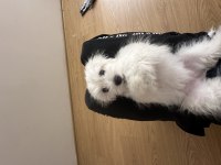 Maltese 4 aylık