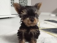 3 aylık teacup yorkshire terrier