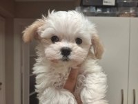 Dünya tatlısı yavru köpekler