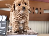Petmode den Tea cup kore maltipoo yavrumuz