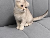 Scottish fold bebek