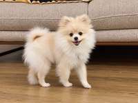 Pomeranian Boo Köpeğimiz