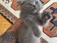 iyi bi aileye gitmesini istiyorum kedimizin