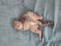 Tatlı bir scottish fold