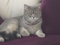British Shorthair Dişi (Ücretsiz)