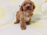 Teacup maltipoo yavrularım orijinal
